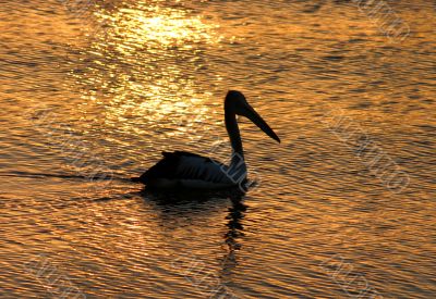 Pelican Silhouette