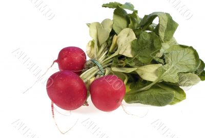Radish
