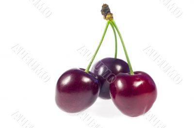 Cherry