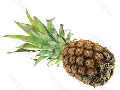 Pineapple