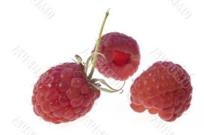 Raspberry