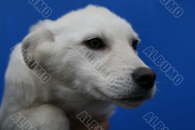 head of big white dog on blue background