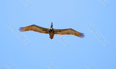 Pelican Flying