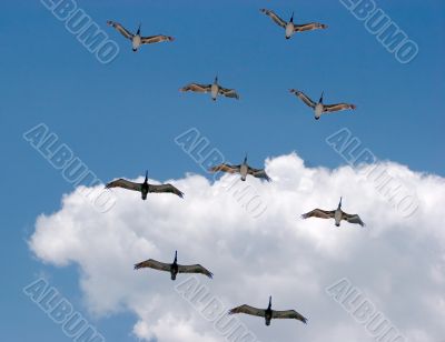 Pelicans Flying