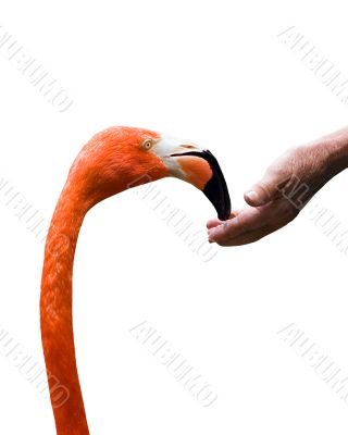 Flamingo Feeding