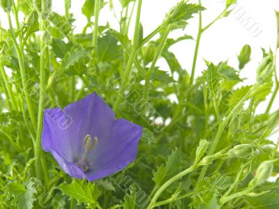 bluebells - macro of Campanula carpatica