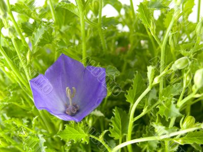 bluebells - macro of Campanula carpatica