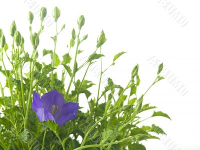 bluebells - macro of Campanula carpatica