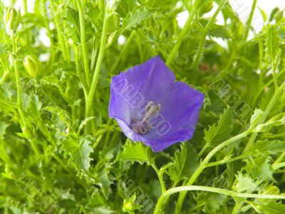 bluebells - macro of Campanula carpatica