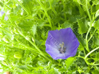 bluebells - macro of Campanula carpatica