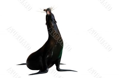 Seal