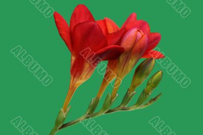 Red freesia on green background