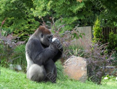 Gorilla