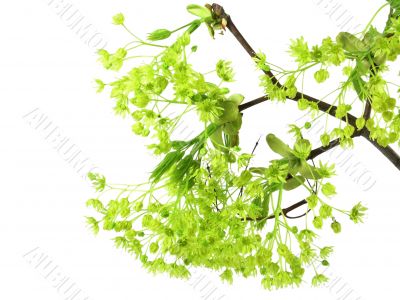 fresh, green branch