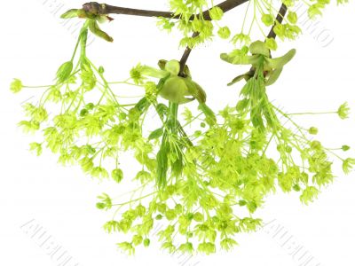 fresh, green branch