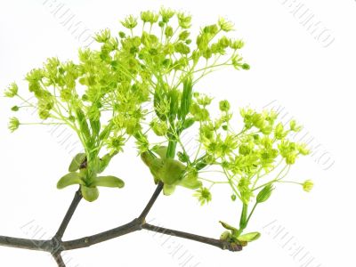 fresh, green branch