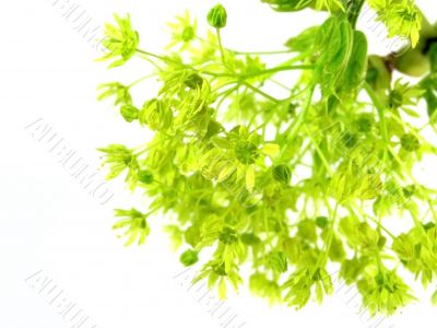 fresh, green branch