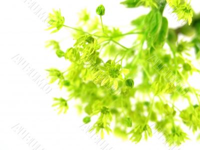 fresh, green branch