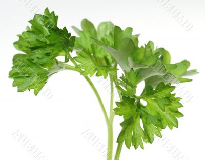 Top of parsley