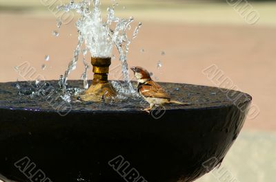 Sparrow is drinking water