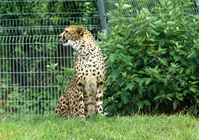 Leopard