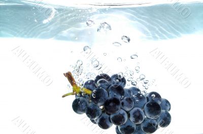 Splash grape