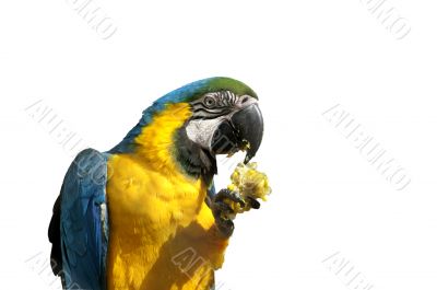 Parrot