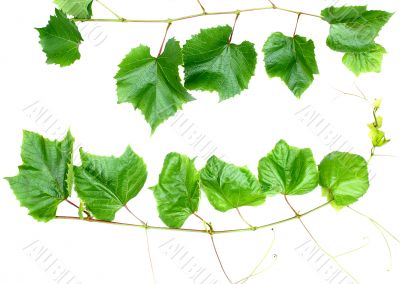 Leafs