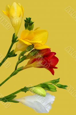 Colorful freesia on yellow background