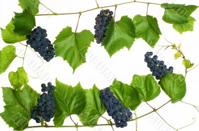 L and grape