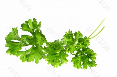 Top of parsley