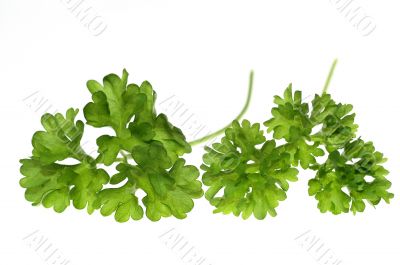 Top of parsley