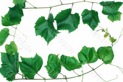 Leafs