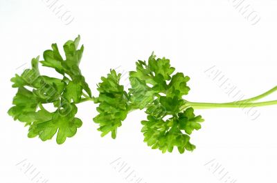 Top of parsley
