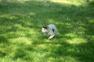 Cat is hunting on meadow