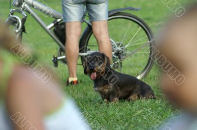 Doog between people