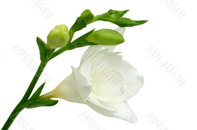 White freesia on green background