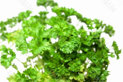 Top of parsley