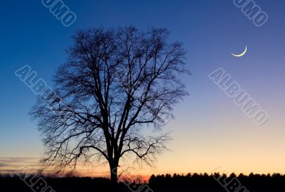 Skeleton Tree and Crescent Moon