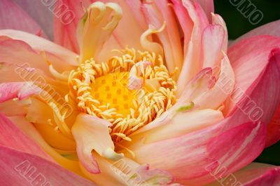 Unfolding Lotus