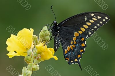 Black Swallowtail Butterfly
