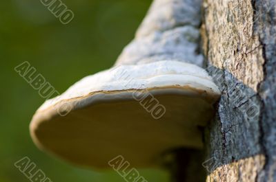 nature polyporus