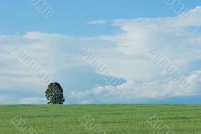 The lonely tree