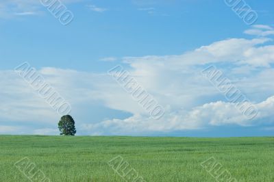 The lonely tree