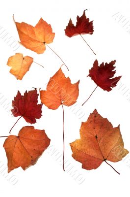 Autumn leafs