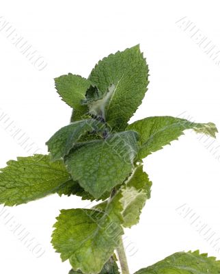 Mint leafs