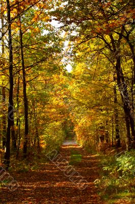 Autumn road