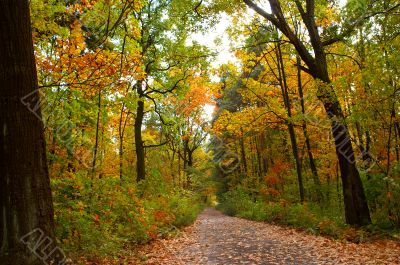 Autumn road