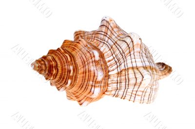shell