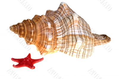 shell